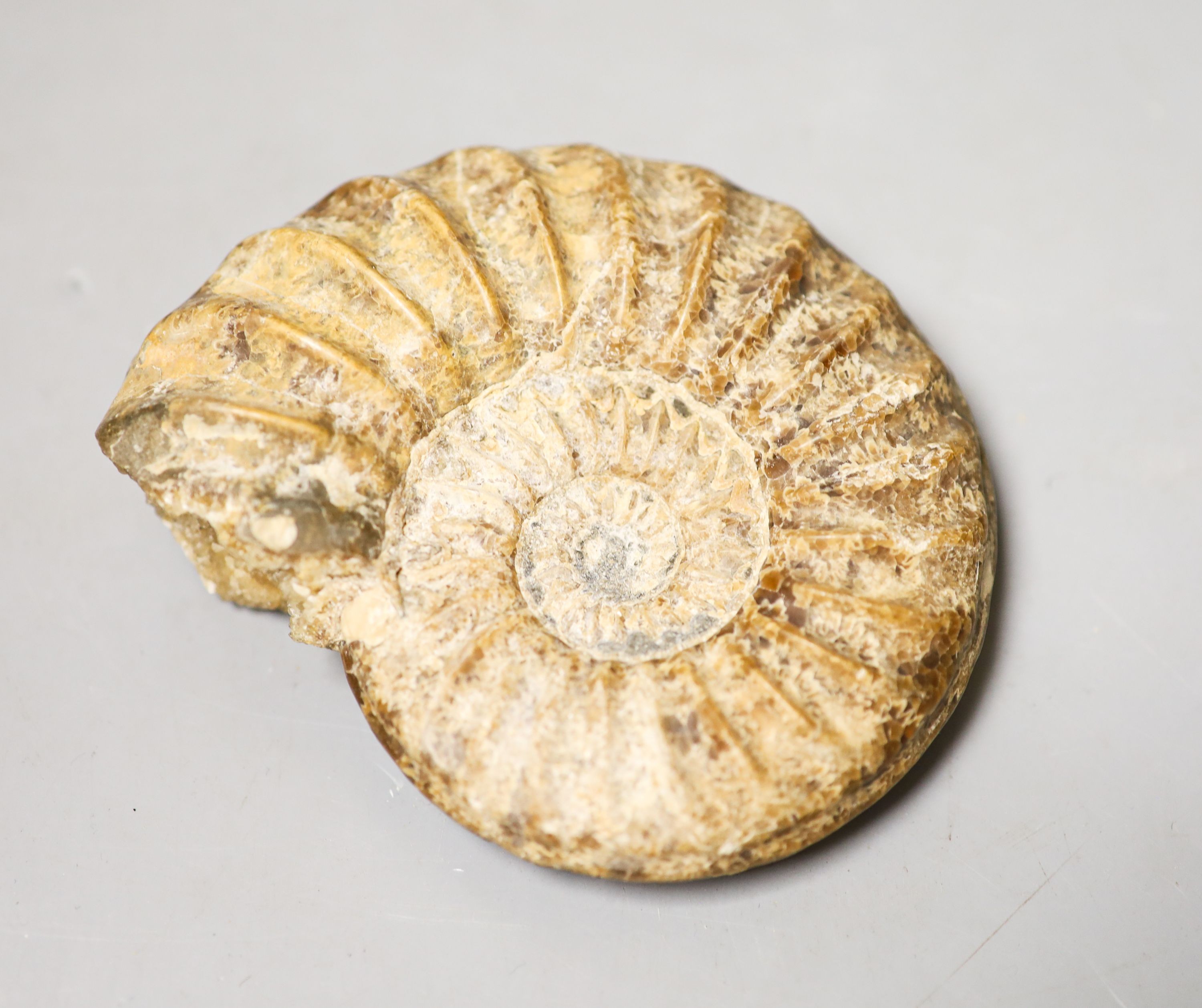 A small fossil ammonite 10cm